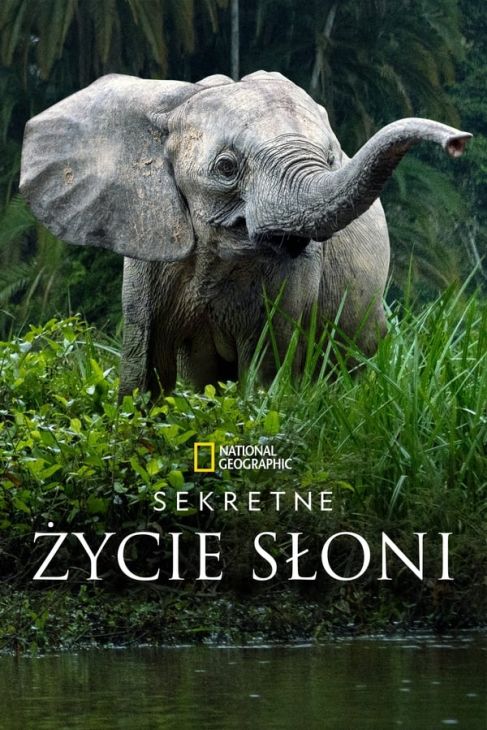 Sekretne życie słoni / Secrets of the Elephants  (2023) [SEZON 1 ] PLSUB.1080p.DSNP.WEB-DL.x264-OzW / Napisy PL
