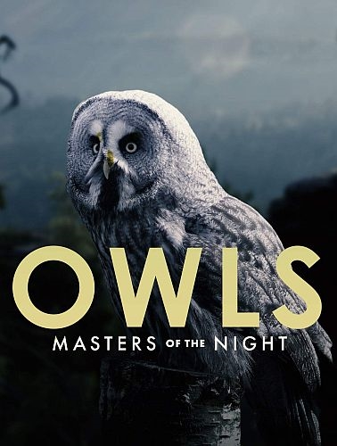 Совы — повелители ночи / Owls: Masters of the Night (2020) HDTVRip 720p | P1