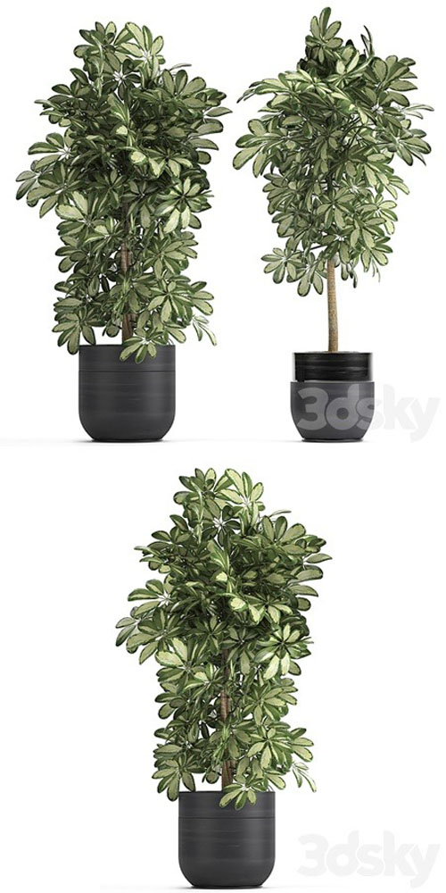 Plant Schefflera 765. Black pot, flowerpot, bush, thickets, exotic, decorative - 3d model