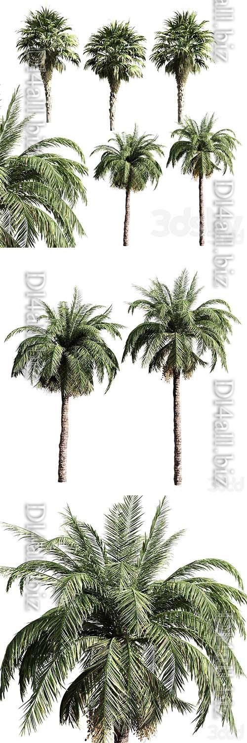 Set of palms - 3d model