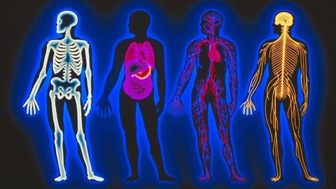 Level 3 Human Anatomy & Physiology Course