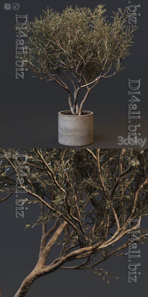 Plant set 02 - European olive - 3d model