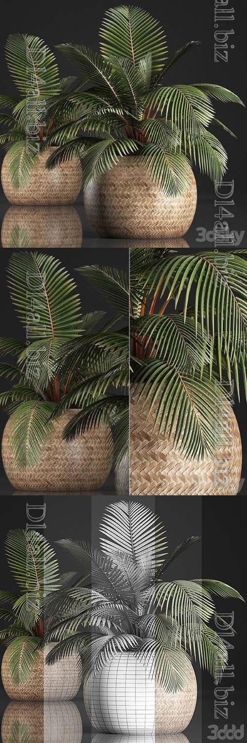 Plant Coconut Palm 340 - 3d model