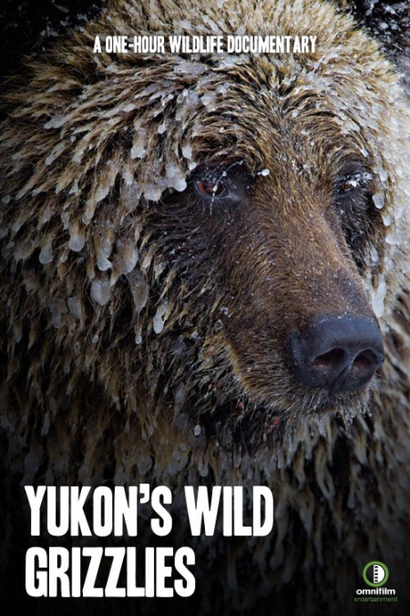YUkons Wild Grizzlies 2021 1080p WEBRip x264-RARBG