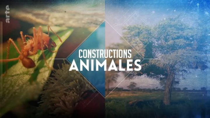 Zwierzęta budują / Constructions animales (2021) [SEZON 1] PL.1080i.HDTV.H264-B89 | POLSKI LEKTOR