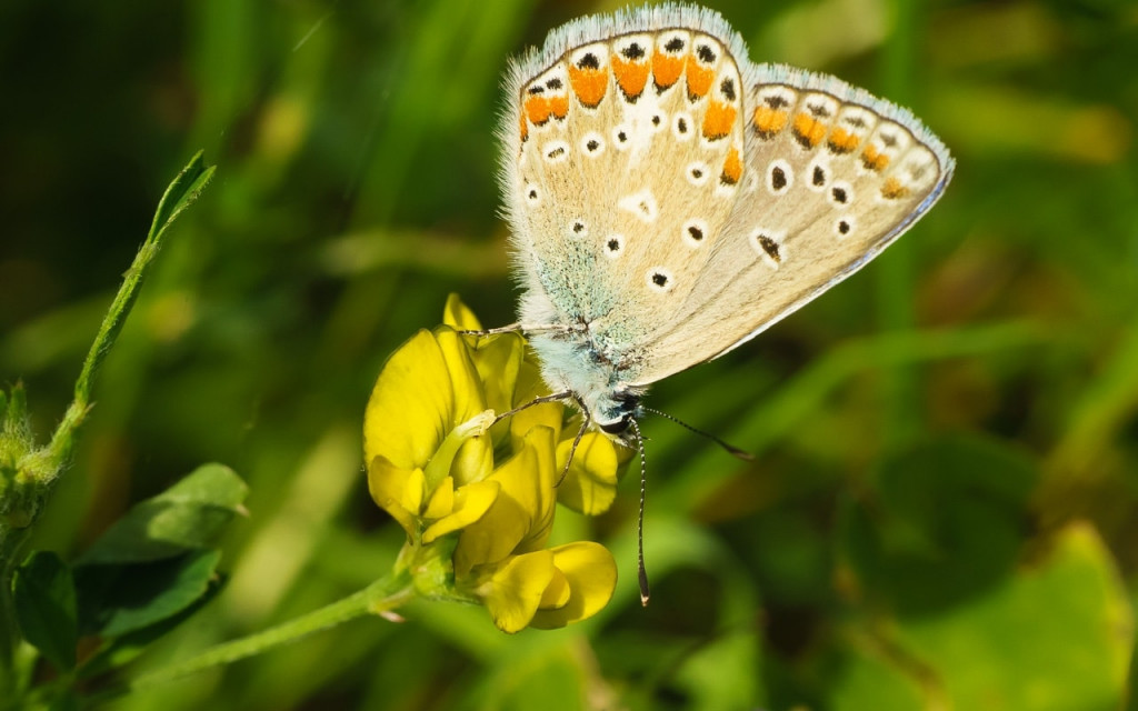 Leptiri i ostali insekti - Page 33 6677b898458baa1bfe4e516f894d0593