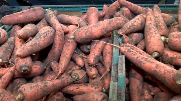 Українські фермери розпродують останні запаси моркви: ціни вище нікуди