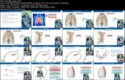 Clinical Anatomy of the  Thorax D0329671c61e4d2a3274a2fdfac58c4c