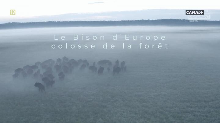 Żubr. Król puszczy / European Bison: an Odyssey (2022) PL.1080i.HDTV.H264-B89 | POLSKI LEKTOR