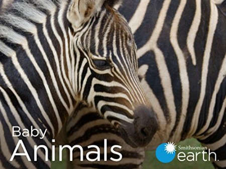 Baby Animals S02E06 2160p WEB H265-BUSSY