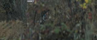 Животные (2022)