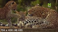 Королева леопардов / The Leopardess (2020) HDTVRip