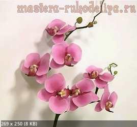 Орхидея C70bdfe6c210fe4904e9eb2d13d513b5
