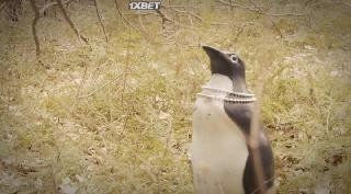 Шейная вырезка (2021)