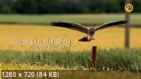  :    / Circus In the Sky: Kites And Harriers (2017) HDTVRip 720p