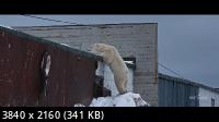 Надоедливый медведь / Nuisance Bear (2021) WEBRip 2160p