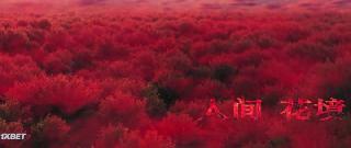 Ликорис Лучистый (2022)