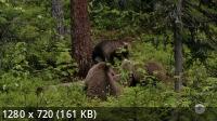 Бурые медведи: пикник в дикой природе / Brown Bears - Teddy Bears Picnic (2020) HDTVRip 720p