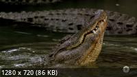 Царство крокодилов / Crocodile Kingdom (2020) HDTVRip 720p