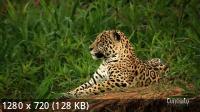     / Jaguar - King of the Jungle (2020) HDTVRip 720p