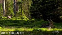 Зачарованный лес / Enchanted Forest (2020) HDTVRip