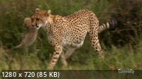 :    / Cheetah Beating the odds (2020) HDTVRip 720p