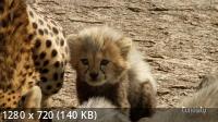 Гепард: жизнь наперекор судьбе / Cheetah Beating the odds (2020) HDTVRip 720p