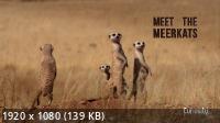 Знакомимся с сурикатами / Meet The Meerkats (2020) HDTV 1080i