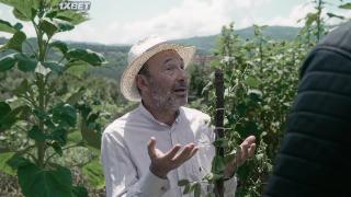 Сахарный горох (2022)