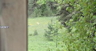 Жаки Кэллу (2022)