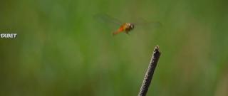 Тид Ной (2022)